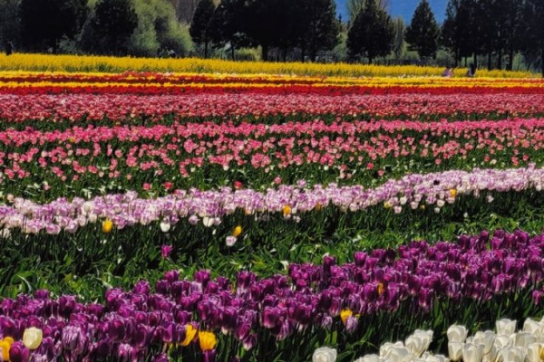 Magia de Los Tulipanes