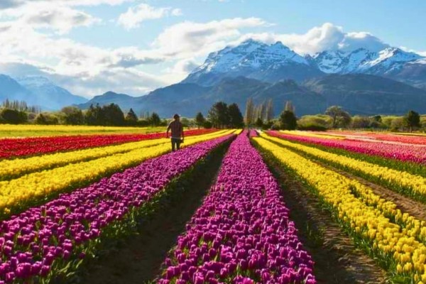 Magia de Los Tulipanes