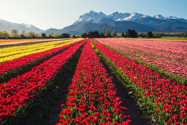 Magia de Los Tulipanes